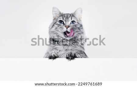 Funny large longhair gray kitten with beautiful big eyes lying on white table. Lovely fluffy cat licking lips. Free space for text. Mockup for your product.  Royalty-Free Stock Photo #2249761689