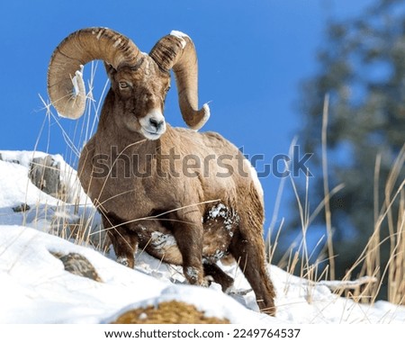 Bighorn ram grazing on a cliff in Yellowstone Royalty-Free Stock Photo #2249764537