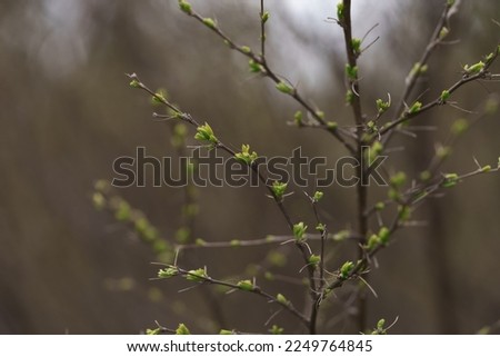 First leaves on a branch in spring close up