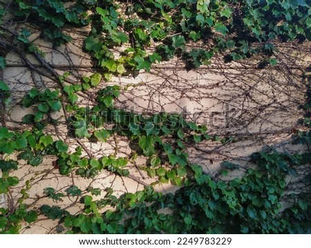 A green liana plant with dry branches creeping along a cement wall.