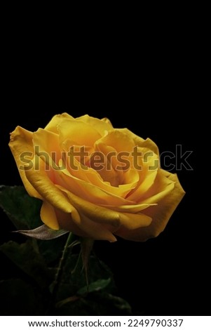 a yellow rose on a black background