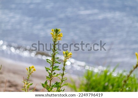 Primrose flower (Oenothera) grows on a river bank. Nature background with yellow flower and blue river.