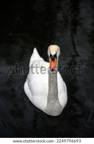 Mute swan on the Grand Union Canal in Hanwell, Greater London. The white mute swan has an orange beak with the waterway providing a dark background. Mute swan (Cygnus olor), UK. Royalty-Free Stock Photo #2249796693