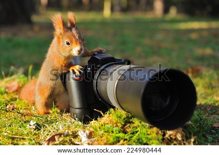 Squirrel as a photographer with big professional camera