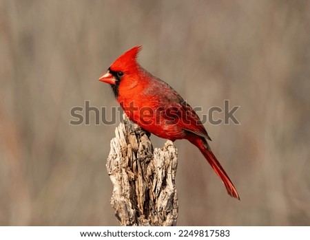 Male northern cardinal perched on a log. Royalty-Free Stock Photo #2249817583