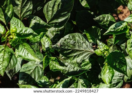Abstract background of sweet pepper leaves
