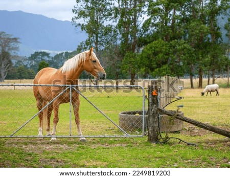New Zealand, Kapiti Coast. A lovely horse standing in a green paddock behind a fence. In the distance trees, mountains complete the picture