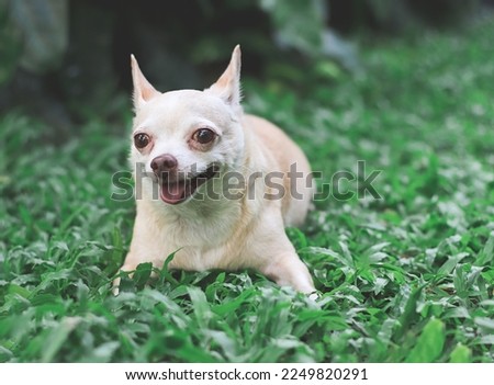Portrait  of a cute brown short hair chihuahua dog lying down on green grass in the garden, smiling happily.