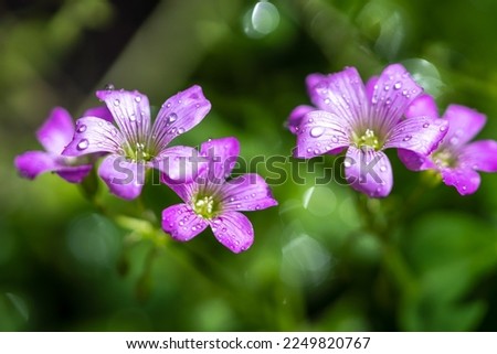 Violet wood sorrel flower close up shot