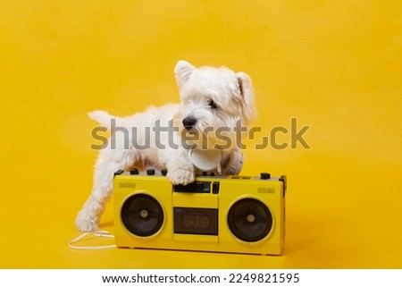 cute little dog with cassette player.