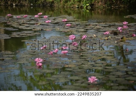 The lake is full with lotus flower alive in the morning.