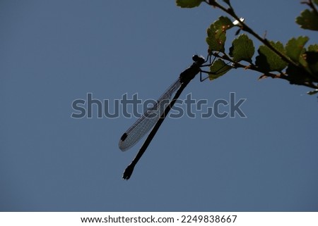 Blue Damselfly (Austrolestes colensonis, in Māori: kekewai)  a common native New Zealand damselfly. It is resting on a southern beech tree branch. Royalty-Free Stock Photo #2249838667
