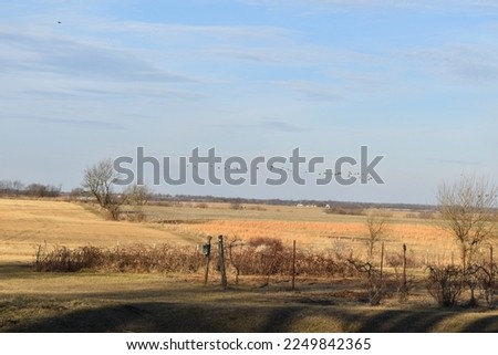 Flock of geese flying over a farm field