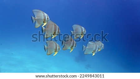 Underwater photo of school of Batfish in the blue sea