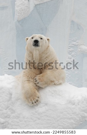 Funny polar bear. Polar bear sitting in a funny pose. white bear. Royalty-Free Stock Photo #2249855583
