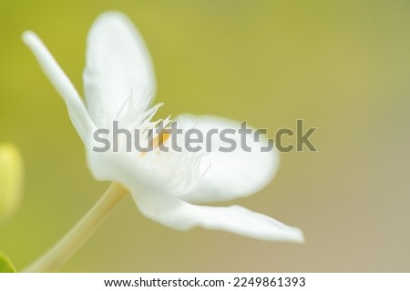 White flower in the garden.