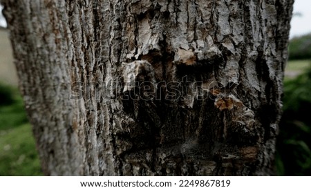 A tree with dark colored bark with long, almost peeling stripes                               