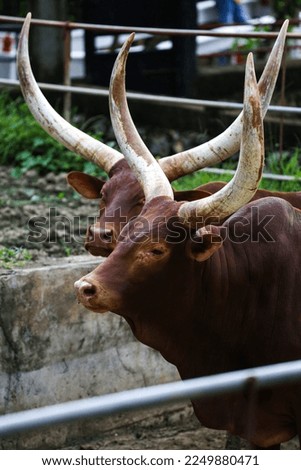 Ankole Watusi or African cow standing on a farm, picture taken during the day
