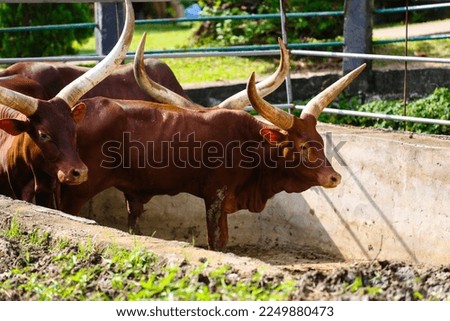Ankole Watusi or African cow standing on a farm, picture taken during the day