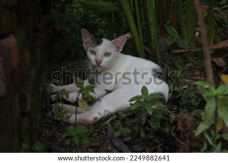Tomcat. This white cat is having a nice day in the garden. And at night this cat will hunt mice.