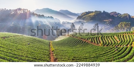 Strawberry farm in mountain misty morning sunrise at doi angkhang thailand