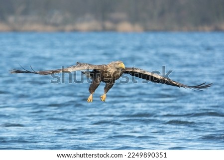 
Wildlife Photography, white-tailed eagle, winter