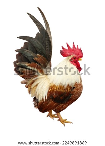 Bantam chicken is standing isolated on white background, Black with brown with yellow and orange color stripes of of the feathers on the rooster body Royalty-Free Stock Photo #2249891869