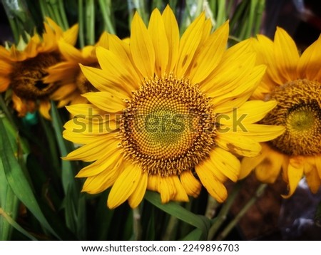 Sunflower (Helianthus annuus L.) is a popular annual plant from the Asteraceae tribe, both as an ornamental plant and as an oil-producing plant.