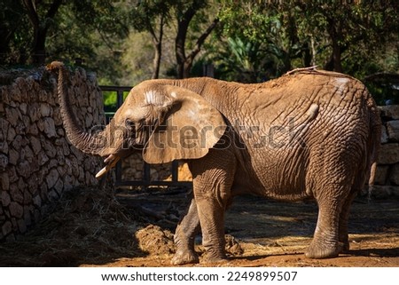 A large adult elephant walks in an Israeli safari.
