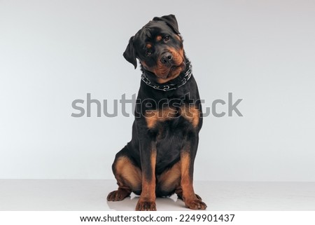 Full body picture of sweet Rottweiler dog feeling confused and looking at the camera, sitting, wearing a collar against gray studio background