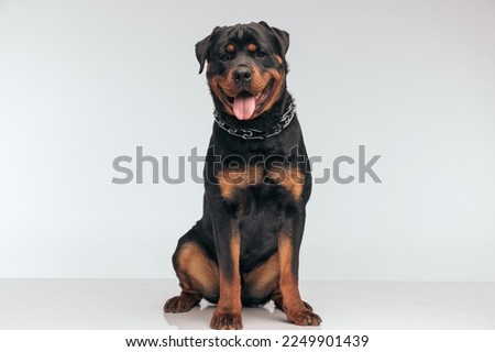 Full body picture of beautiful Rottweiler dog panting at the camera and feeling happy, sitting, wearing a collar against gray studio background