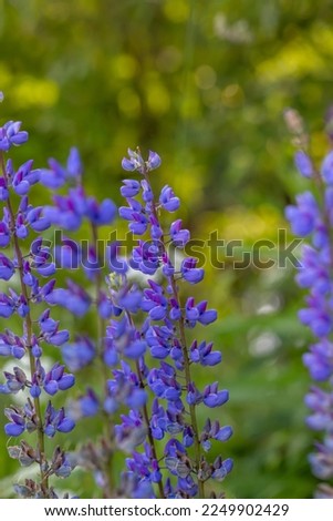 Blossom purple Lupinus flowers on a green background on a sunny day macro photography. Lupine wildflower with lilac petals close-up photo in summertime. Bluebonnet floral background.