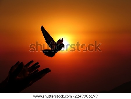 Bird flying from an open hand for freedom, freedom concept, concept of liberty found, hope concept, bird set free.                                Royalty-Free Stock Photo #2249906199