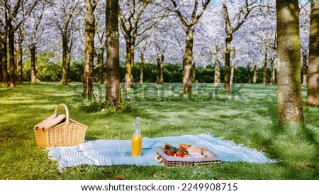 picnic blanket with blooming cherry blossom trees in Amsterdam Netherlands public park during Spring season