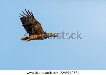 White tailed Sea Eagle in the Danube Delta