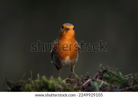 Robin (Erithacus rubecula) in the forest of Brabant Brabant in the Netherlands. Front view.                