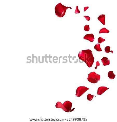 Red rose petals isolated on white background. Decorated for love greetings on valentines day or wedding. pngd.e. Royalty-Free Stock Photo #2249938735