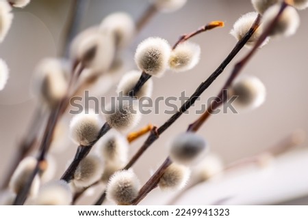 Willow shoots with on the branches. Selective focus. Royalty-Free Stock Photo #2249941323