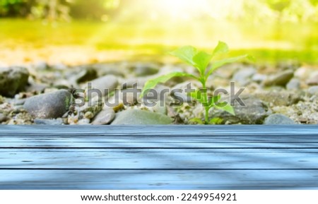 Beautiful wooden floor and Small green plants surround the river nature.