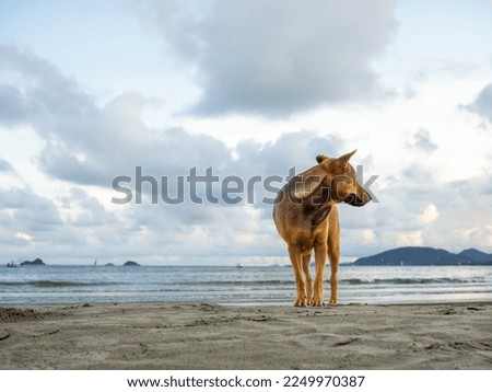 Brown Thai beach dog standing on the sand beach looking away back on sea and sunset blues sky background with copy space.