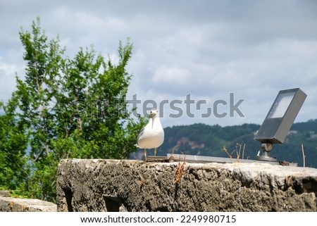 seagull on the surrounding wall of the medieval castle of Lerici in Liguria Italy. High quality photo