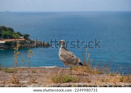 young seagull on the surrounding wall of the medieval castle of Lerici in Liguria Italy. High quality photo