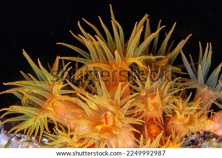 Orange cup coral,Tubastraea coccinea,belongs to a group of corals known as large-polyp stony corals Royalty-Free Stock Photo #2249992987