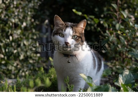 Saint Helen cats ve Saint Nicholas cat species. stray homeless cat.Close-up of Green eyes, white and brown hair Asian Cyprus cat breed sitting on the grass