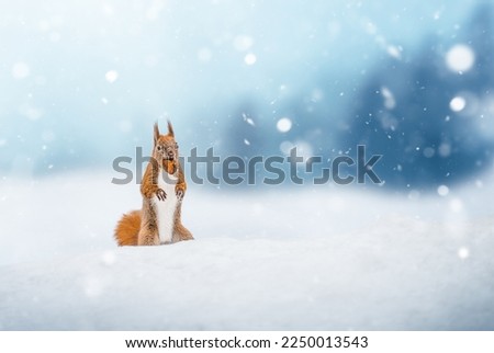 Cute red squirrel in the falling snow