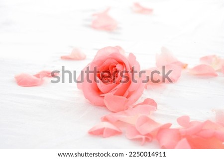 rose flower with petals on white surface. Royalty-Free Stock Photo #2250014911