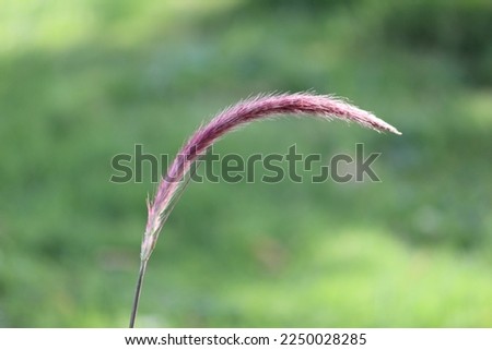 Spring daylight beautiful pink grass 