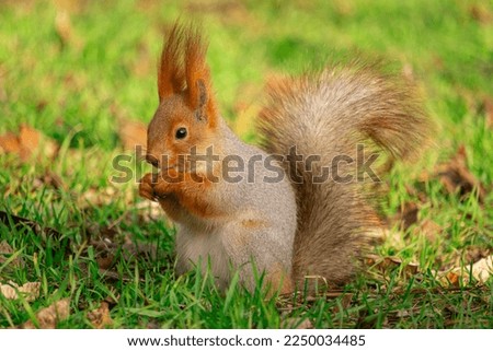A brown squirrel holding and eating a nut, sitting in the green grass.