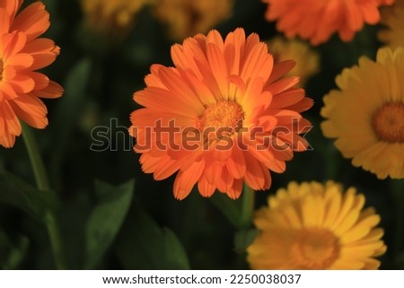 Closeup of orange calendula flower