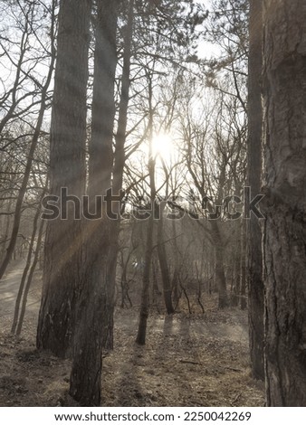 Forest with ray of light, The Netherlands